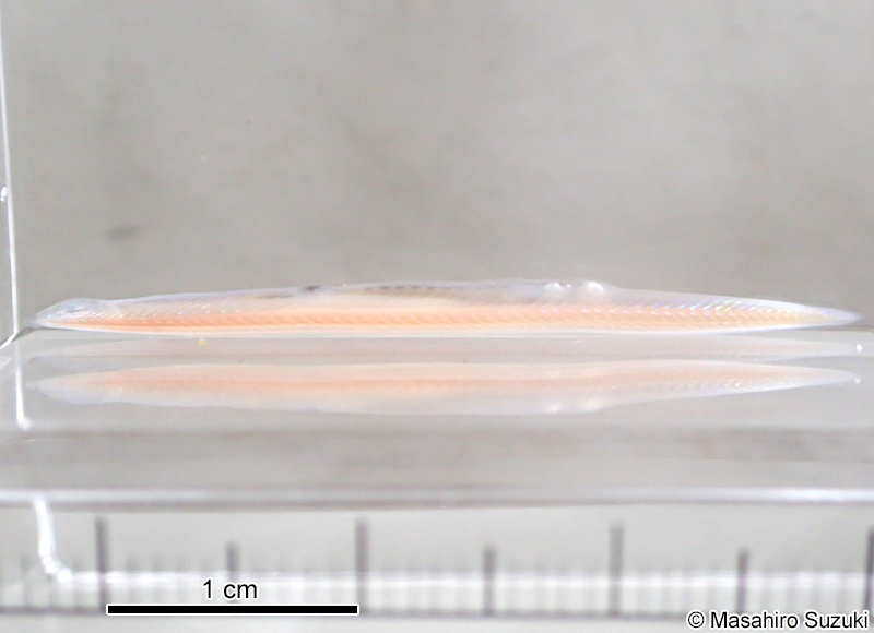 ヒガシナメクジウオ Branchiostoma japonicum