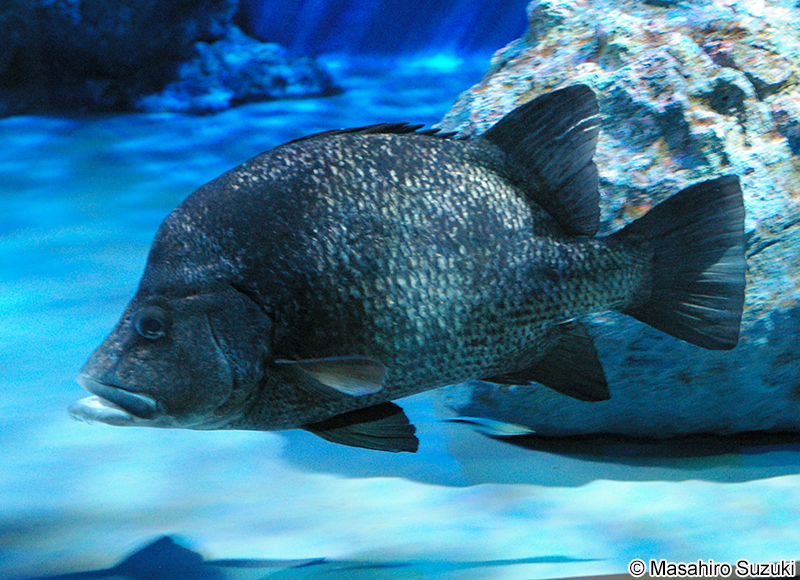 ヒゲダイ Hapalogenys nigripinnis