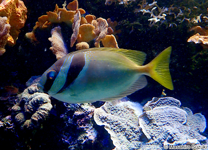 ヒメアイゴ Siganus virgatus