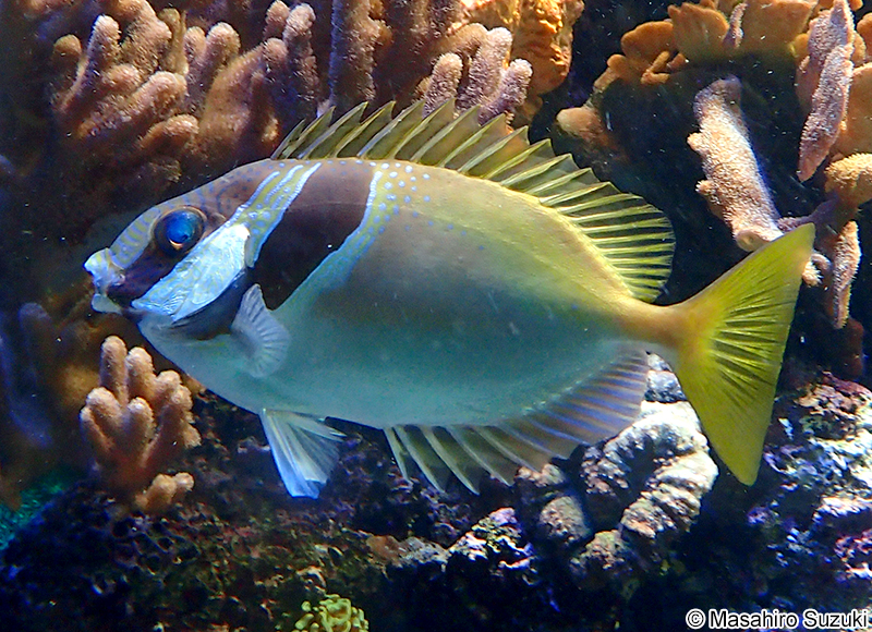 ヒメアイゴ Siganus virgatus