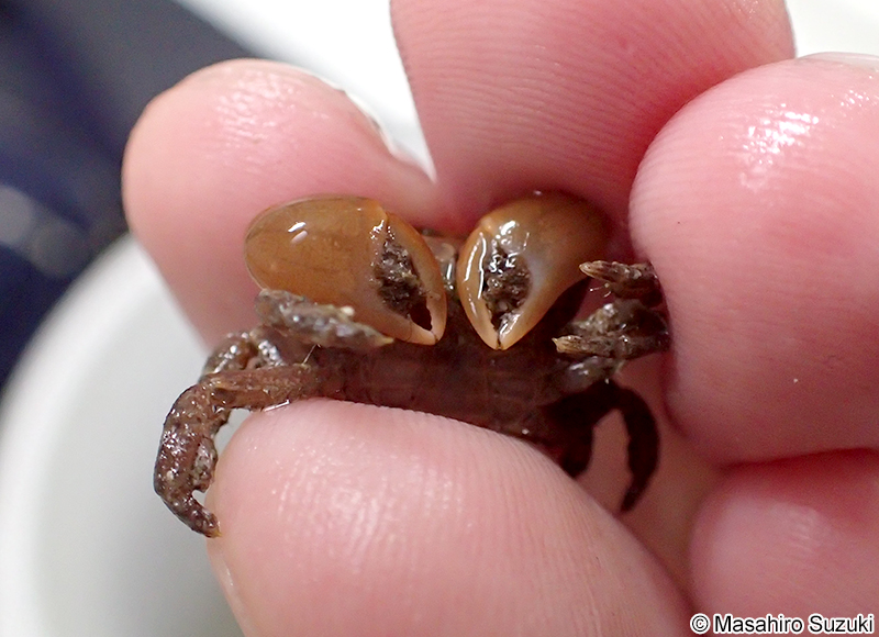 ヒメアカイソガニ Acmaeopleura parvula