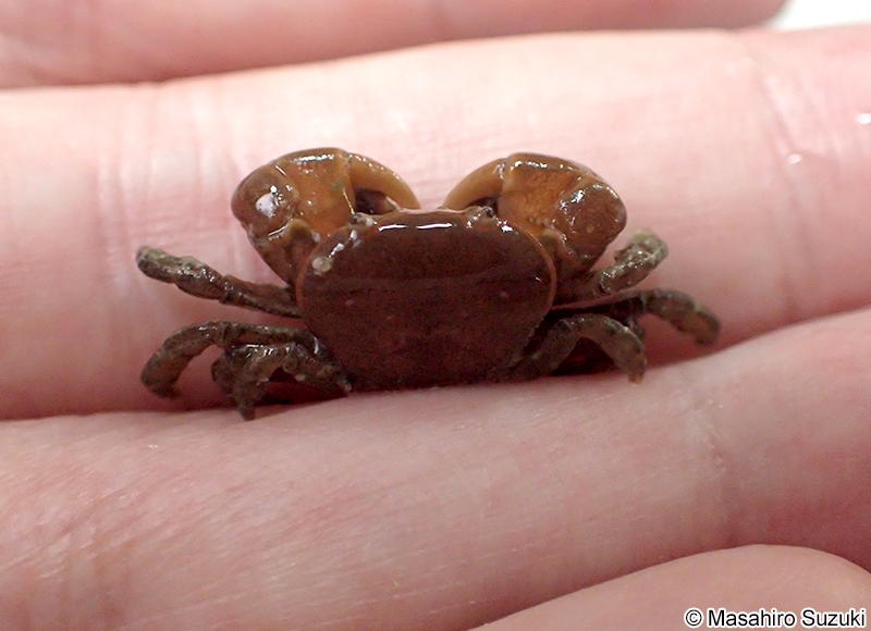 ヒメアカイソガニ Acmaeopleura parvula