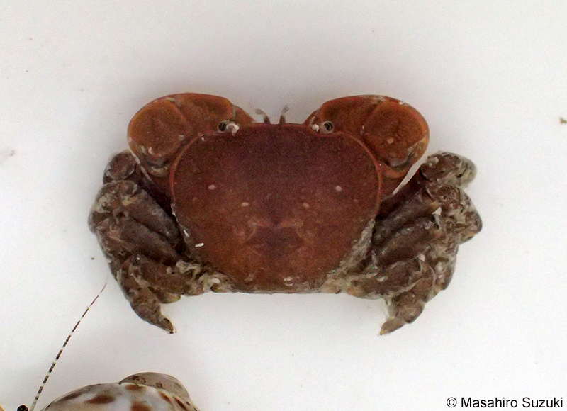 ヒメアカイソガニ Acmaeopleura parvula