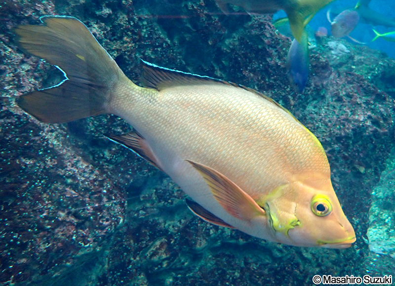 ヒメフエダイ Lutjanus gibbus