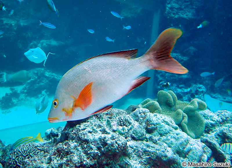 ヒメフエダイ Lutjanus gibbus