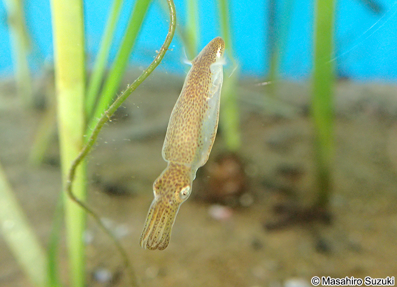 ヒメイカ Idiosepius paradoxus