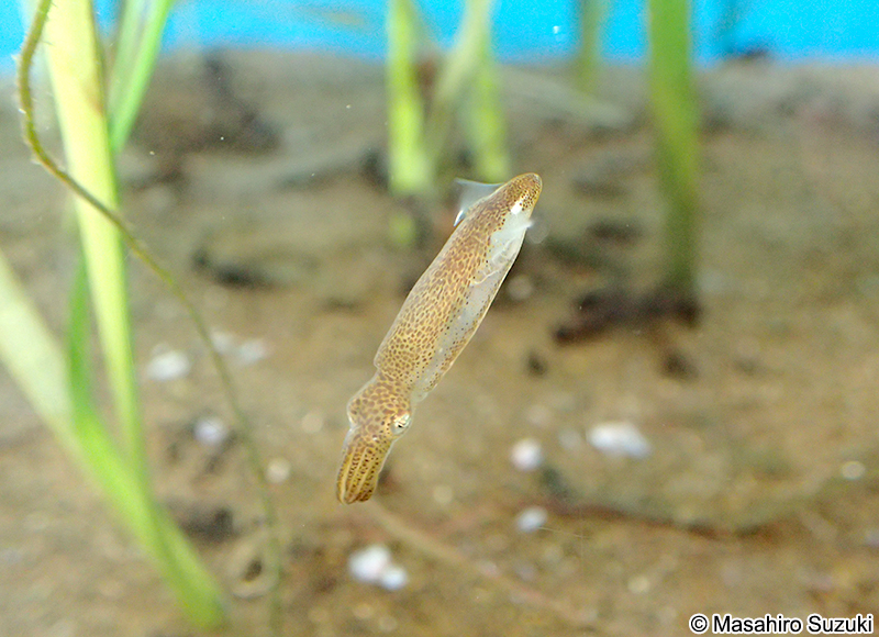 ヒメイカ Idiosepius paradoxus