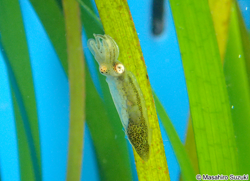 ヒメイカ Idiosepius paradoxus