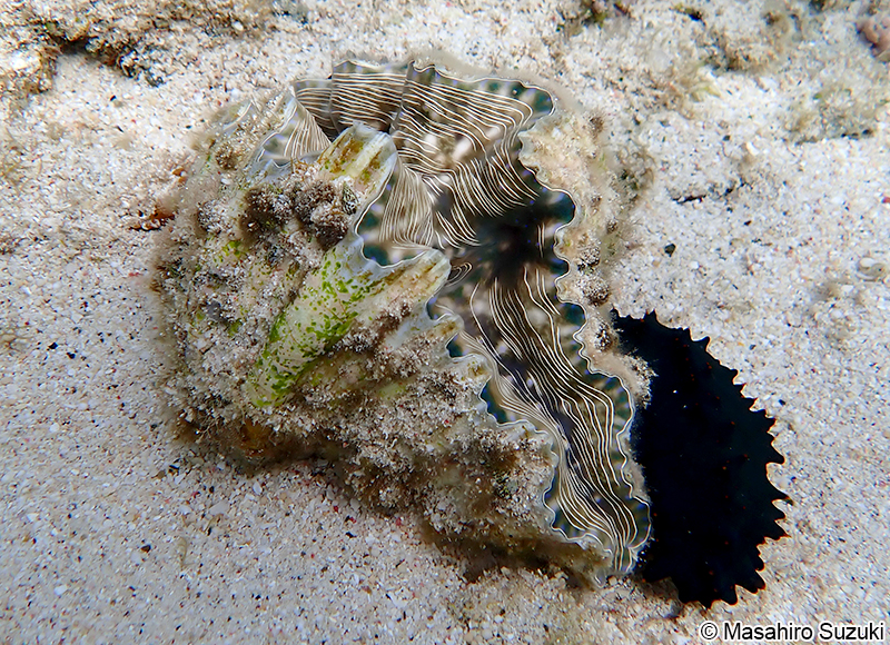 ヒメジャコ Tridacna crocea