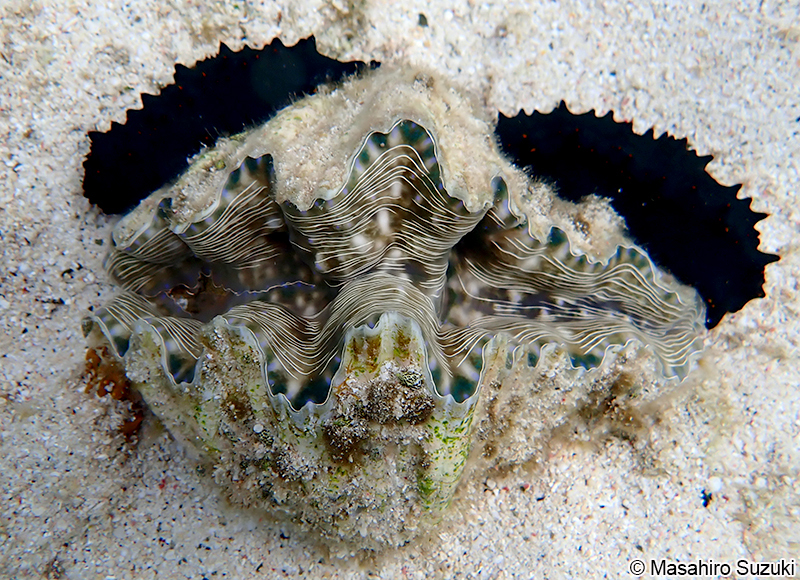 ヒメジャコ Tridacna crocea