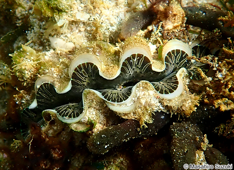 ヒメジャコ Tridacna crocea