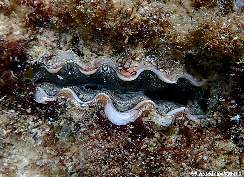 ヒメジャコ Tridacna crocea