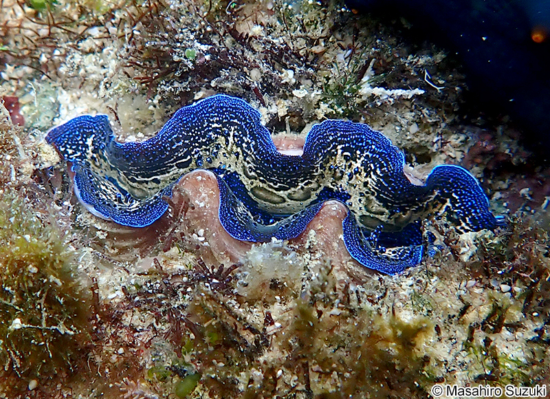 ヒメジャコ Tridacna crocea