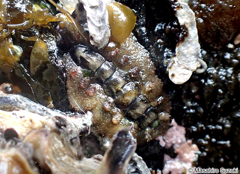 ヒメケハダヒザラガイ Acanthochitona rubrolineata