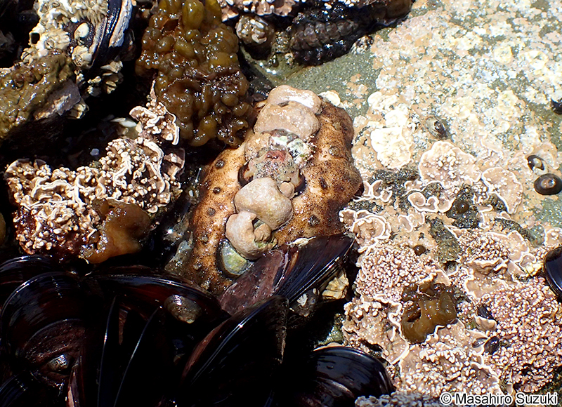 ヒメケハダヒザラガイ Acanthochitona rubrolineata