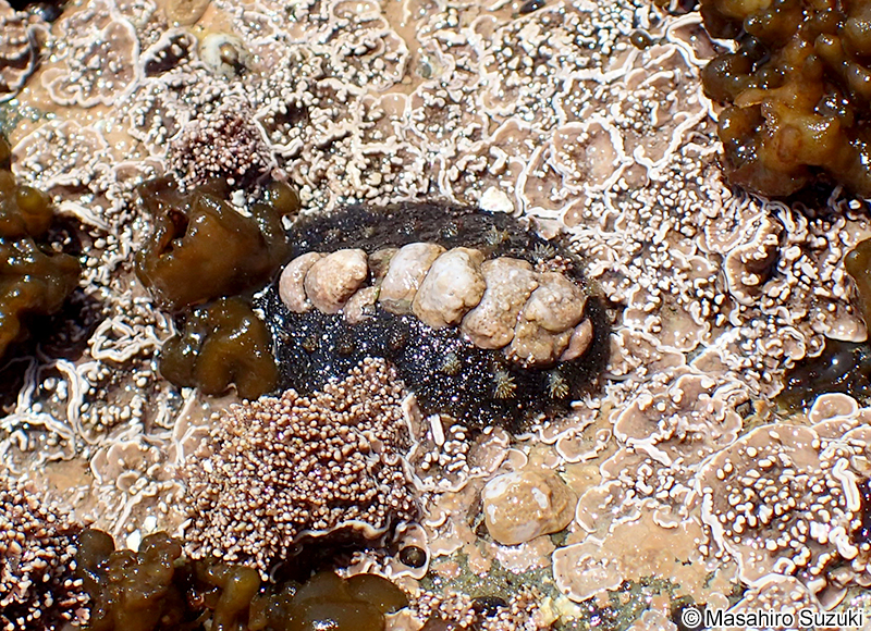 ヒメケハダヒザラガイ Acanthochitona rubrolineata