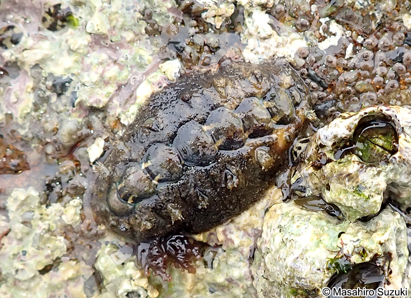 ヒメケハダヒザラガイ Acanthochitona rubrolineata