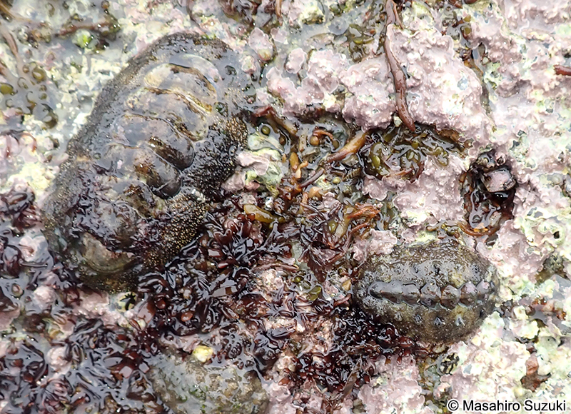 ヒメケハダヒザラガイ Acanthochitona rubrolineata