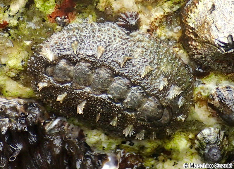 ヒメケハダヒザラガイ Acanthochitona rubrolineata