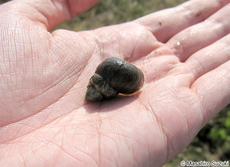 ヒメタニシ Sinotaia quadrata histrica