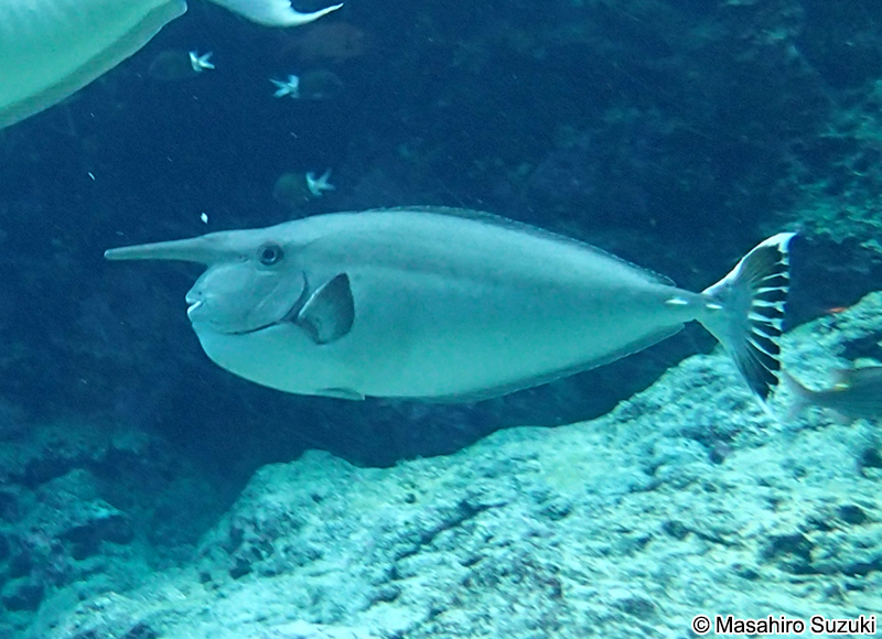 ヒメテングハギ Naso annulatus