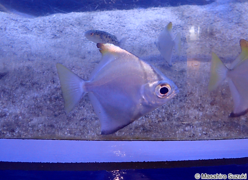 ヒメツバメウオ Monodactylus argenteus