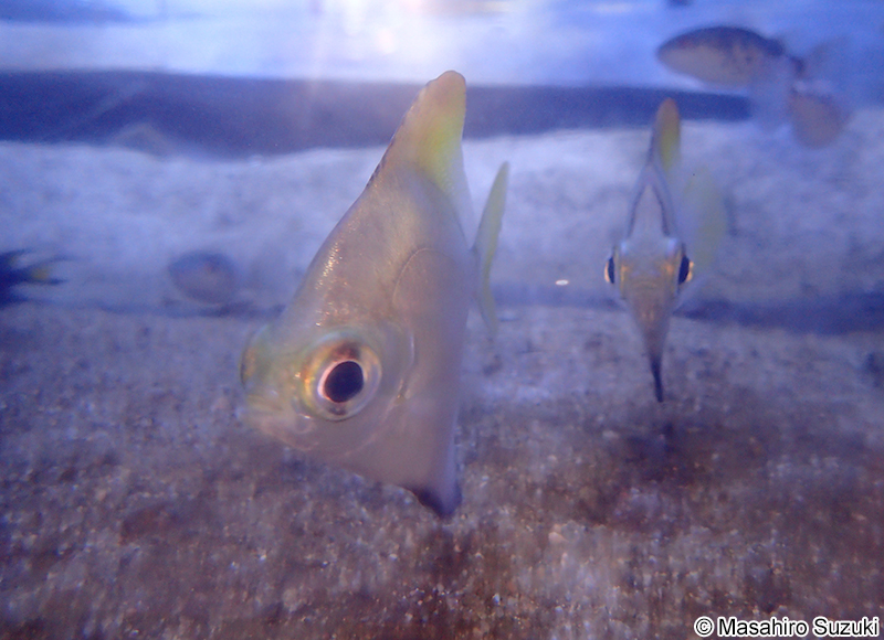 ヒメツバメウオ Monodactylus argenteus