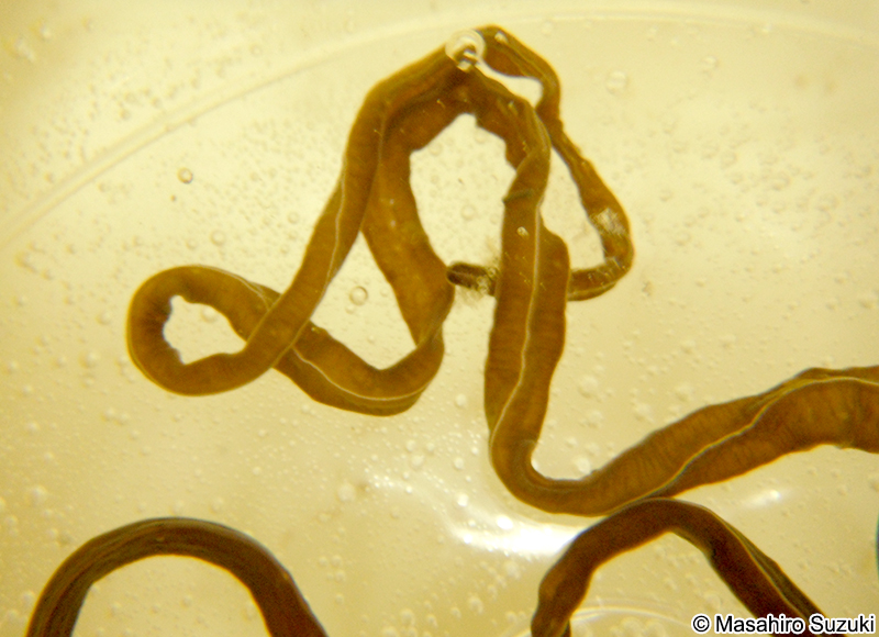 ヒモムシ Nemertea