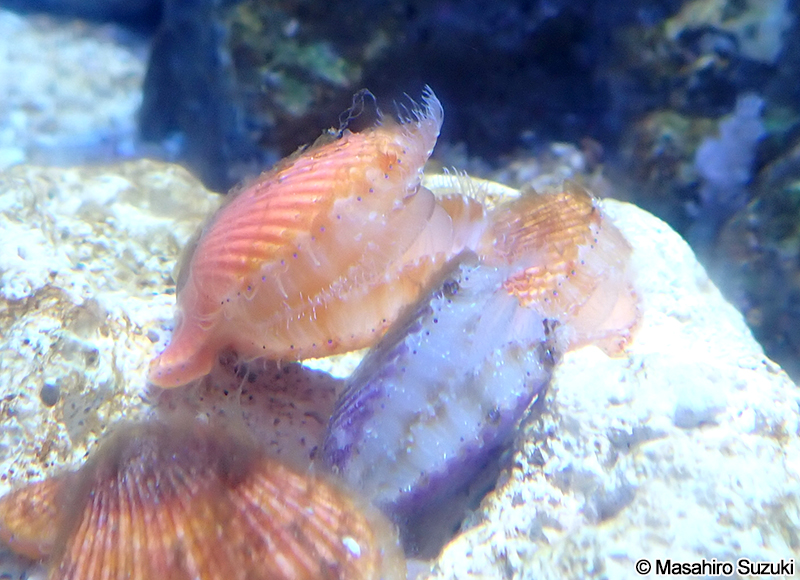 ヒオウギ Mimachlamys nobilis