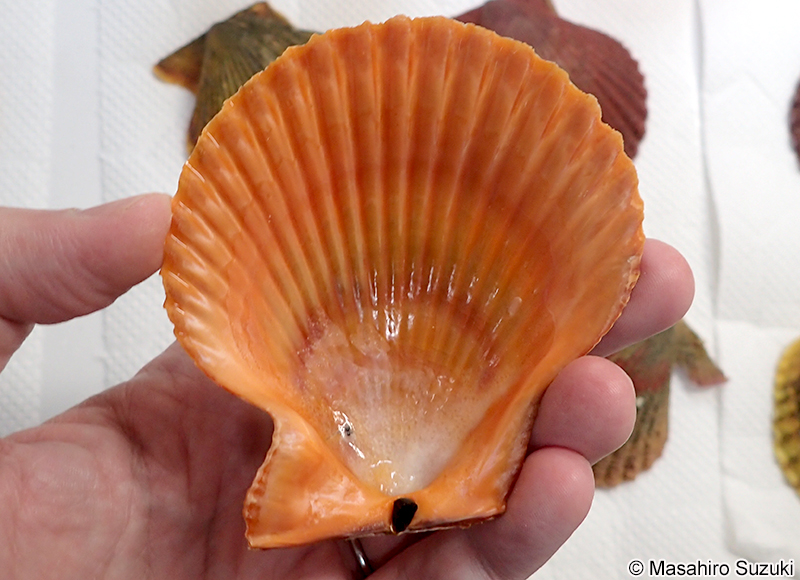 ヒオウギ Mimachlamys nobilis