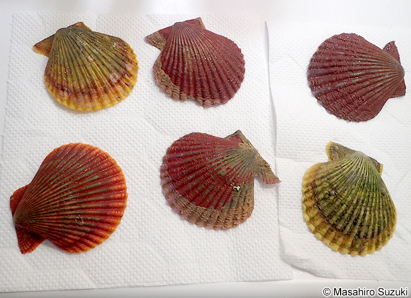 ヒオウギ Mimachlamys nobilis