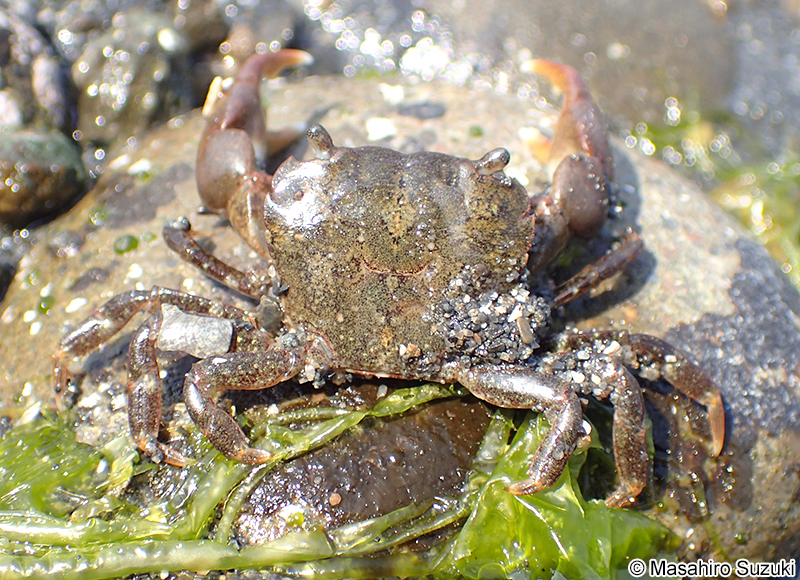 ヒライソガニ Gaetice depressus