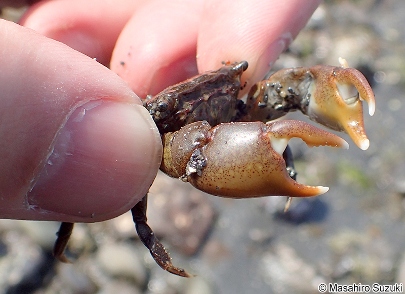 ヒライソガニ Gaetice depressus