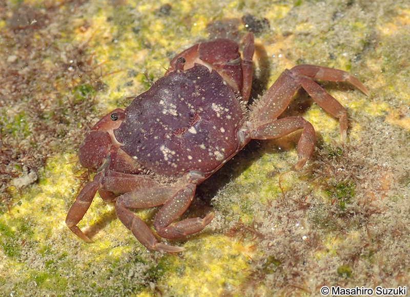 ヒライソガニ Gaetice depressus