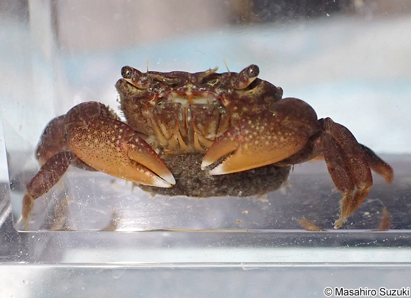 卵を抱えたヒライソガニ