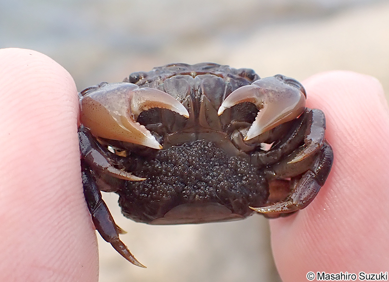 卵を抱えたヒライソガニ