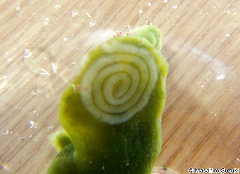 ヒラミルミドリガイ Elysia trisinuata