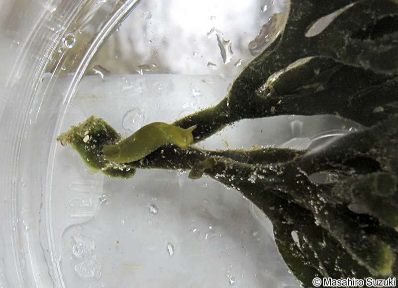 ヒラミルミドリガイ Elysia trisinuata