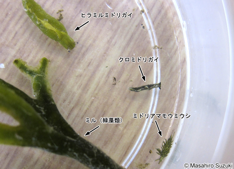 ヒラミルミドリガイ Elysia trisinuata
