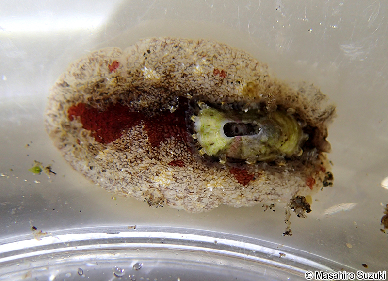 ヒラスカシガイ Macroschisma dilatatum