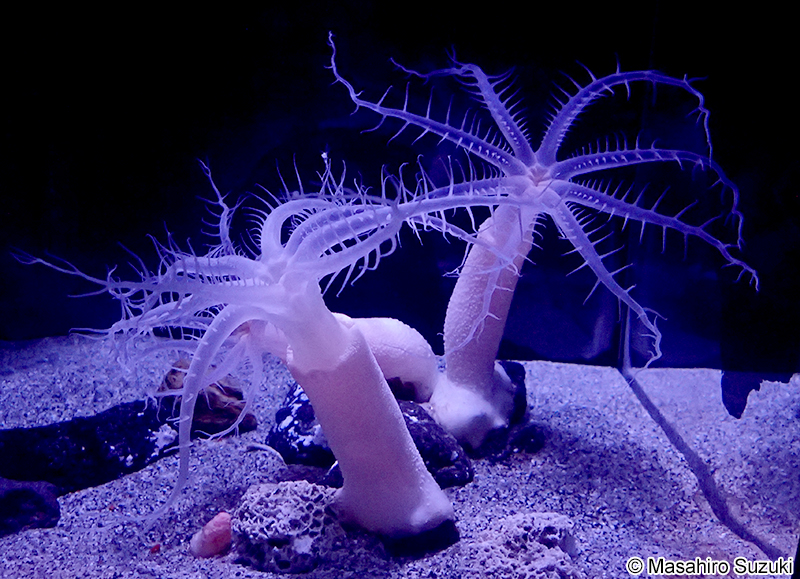 ヒトツトサカ Bathyalcyon robustum