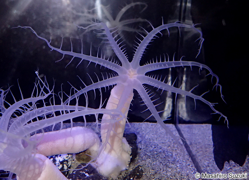 ヒトツトサカ Bathyalcyon robustum