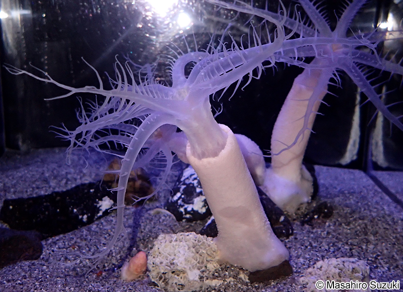 ヒトツトサカ Bathyalcyon robustum