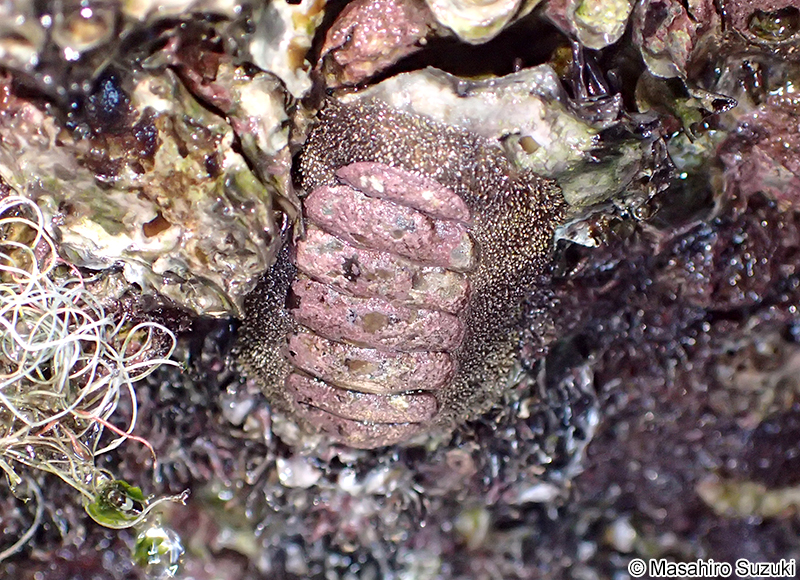 ヒザラガイ Liolophura japonica