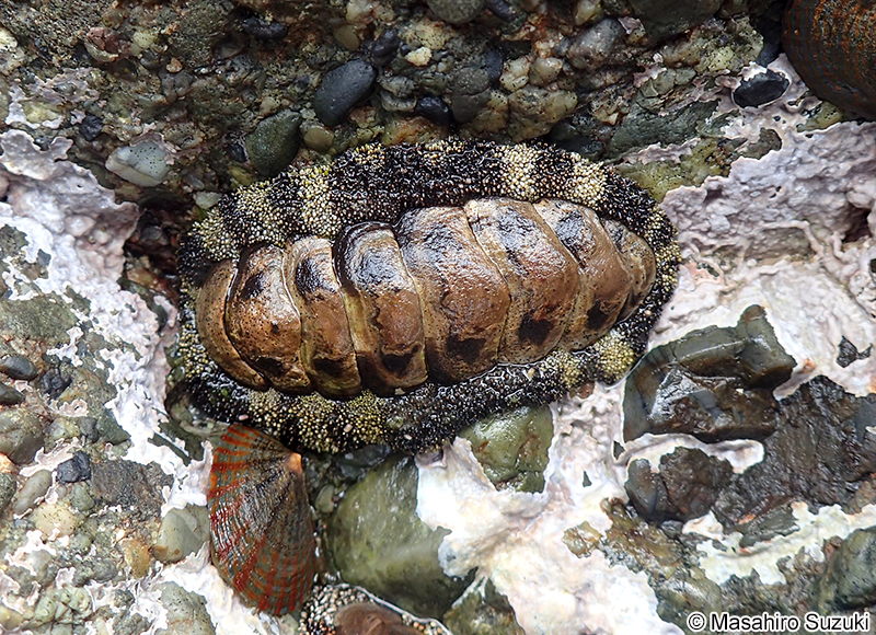 ヒザラガイ Liolophura japonica