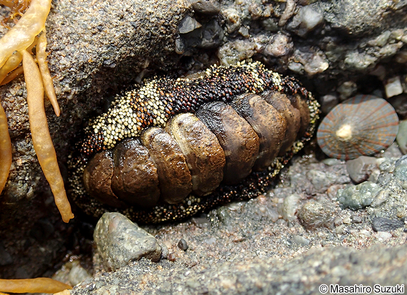 ヒザラガイ Liolophura japonica