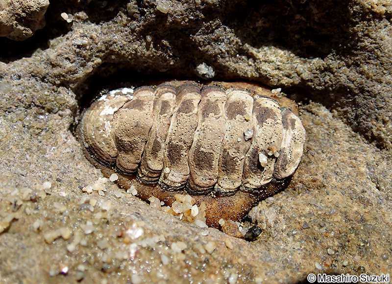 ヒザラガイ Liolophura japonica