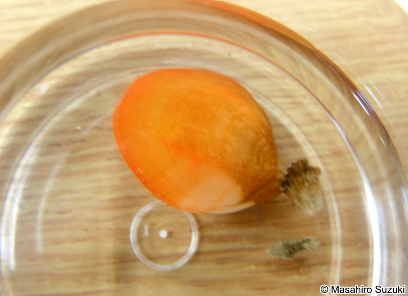 ホオズキチョウチン Laqueus rubellus