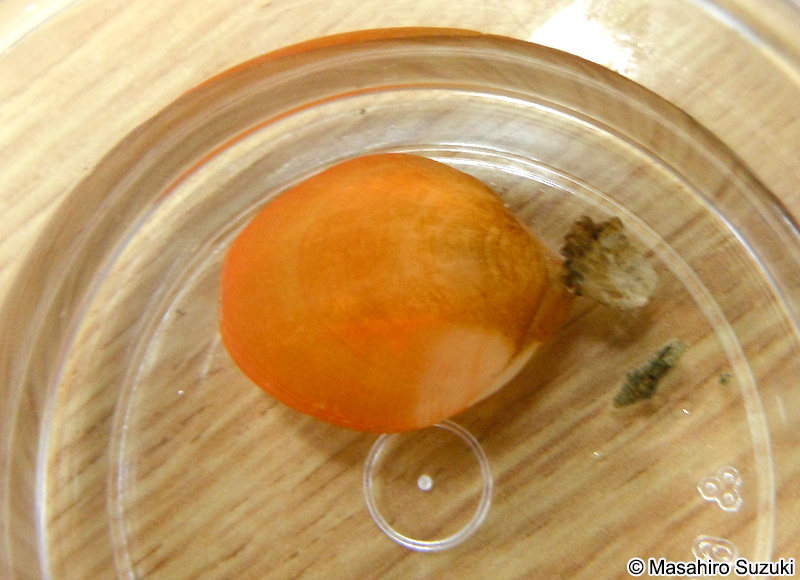 ホオズキチョウチン Laqueus rubellus