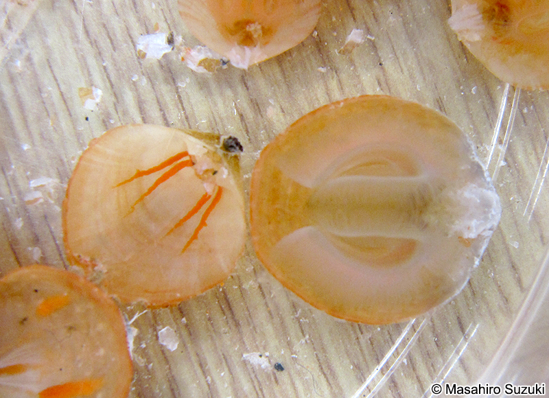 ホオズキチョウチン Laqueus rubellus